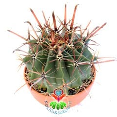 Ferocactus Rectispinus-Uzun Sıradışı Dikenli Dev Kaktüs-20 cm Büyüklükte
