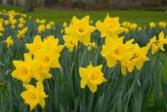 Sarı Nergis Çiçeği Soğanı- Narcissus 'Lucky Number' Bulbs 1 Adet Soğan-50 cm Büyüklükte Bitki Çıkarır