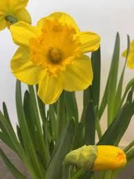 Sarı Nergis Çiçeği Soğanı- Narcissus 'Lucky Number' Bulbs 1 Adet Soğan-50 cm Büyüklükte Bitki Çıkarır