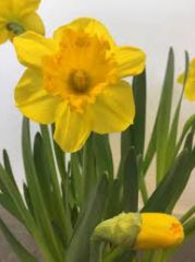 Sarı Nergis Çiçeği Soğanı- Narcissus 'Lucky Number' Bulbs 1 Adet Soğan-50 cm Büyüklükte Bitki Çıkarır