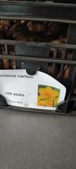 Sarı Nergis Çiçeği Soğanı- Narcissus 'Lucky Number' Bulbs 1 Adet Soğan-50 cm Büyüklükte Bitki Çıkarır