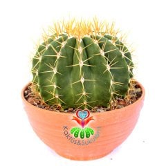 Ferocactus Glaucescens-Sarı Dikenli Top Formlu Dev Kaktüs-20cm Büyüklük