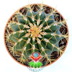 Ferocactus Glaucescens-Sarı Dikenli Top Formlu Dev Kaktüs-20cm Büyüklük