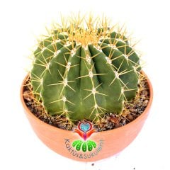 Ferocactus Glaucescens-Sarı Dikenli Top Formlu Dev Kaktüs-20cm Büyüklük