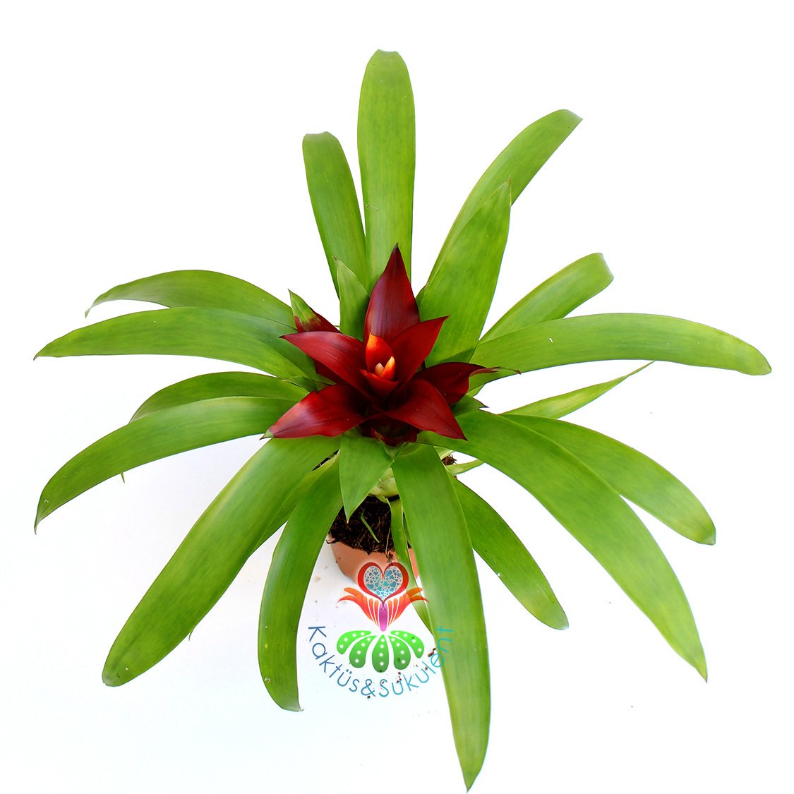 Guzmania Theresa, Guzmanya- Bordo Ucu Turunucu Yıldız Çiçekli-20+ cm Genişlik-8 cm saksı