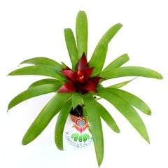 Guzmania Theresa, Guzmanya- Bordo Ucu Turunucu Yıldız Çiçekli-20+ cm Genişlik-8 cm saksı