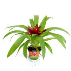 Guzmania Theresa, Guzmanya- Bordo Ucu Turunucu Yıldız Çiçekli-20+ cm Genişlik-8 cm saksı