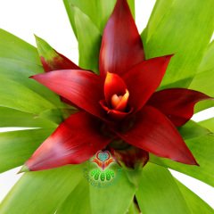 Guzmania Theresa, Guzmanya- Bordo Ucu Turunucu Yıldız Çiçekli-20+ cm Genişlik-8 cm saksı