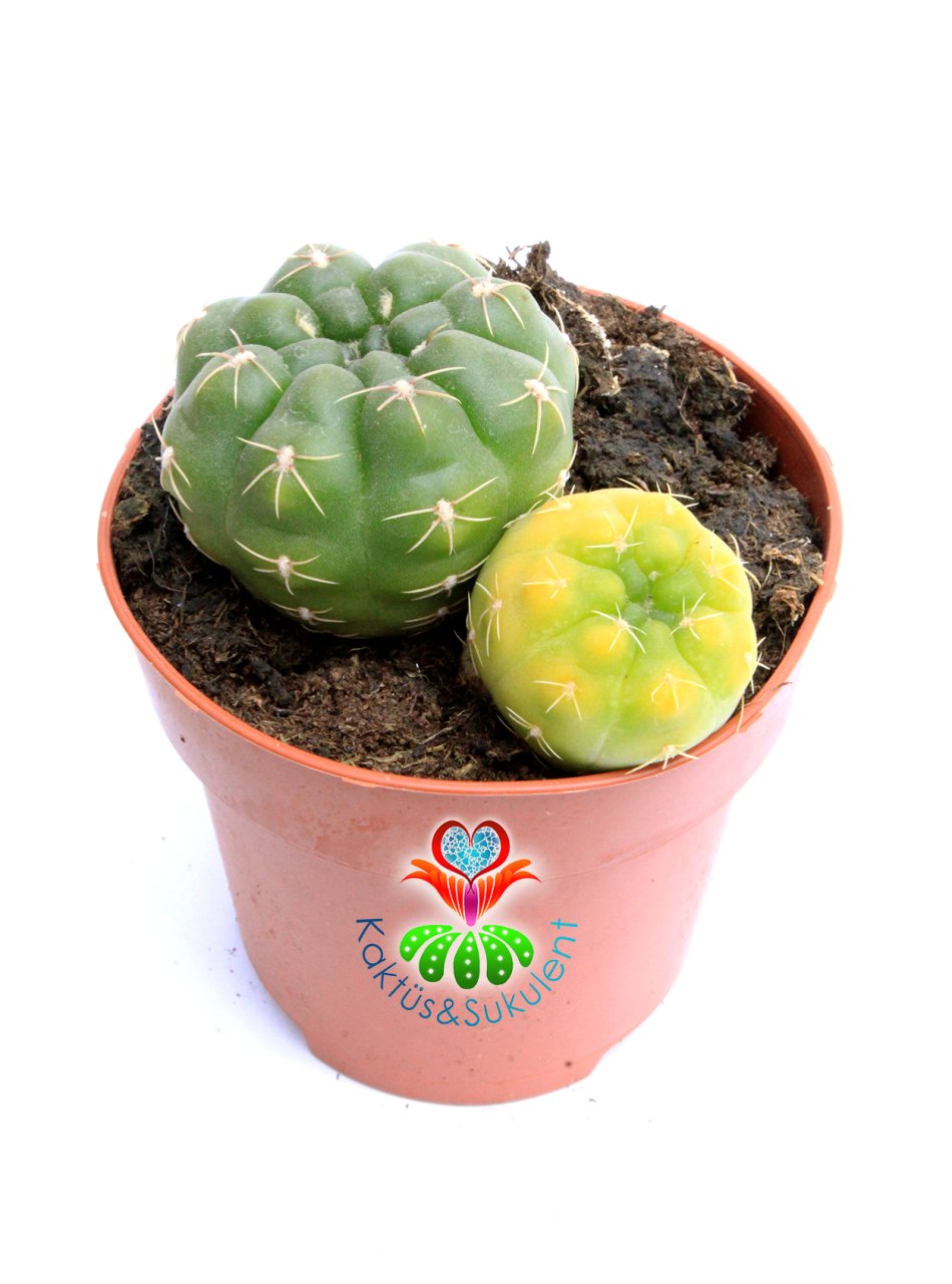 Gymnocalycium Baldianum  Hybrid x Variegata -Kış Mevisinde Sarı Renk Dokulu 8,5 cm Saksılı Nadir Kaktüs