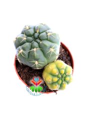 Gymnocalycium Baldianum  Hybrid x Variegata -Kış Mevisinde Sarı Renk Dokulu 8,5 cm Saksılı Nadir Kaktüs