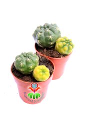Gymnocalycium Baldianum  Hybrid x Variegata -Kış Mevisinde Sarı Renk Dokulu 8,5 cm Saksılı Nadir Kaktüs