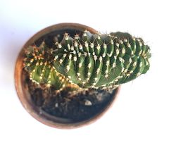 Marginatocereus Marginatus Crestato- Çok Nadir Tür Kaktüs-5,5 cm Saksıda