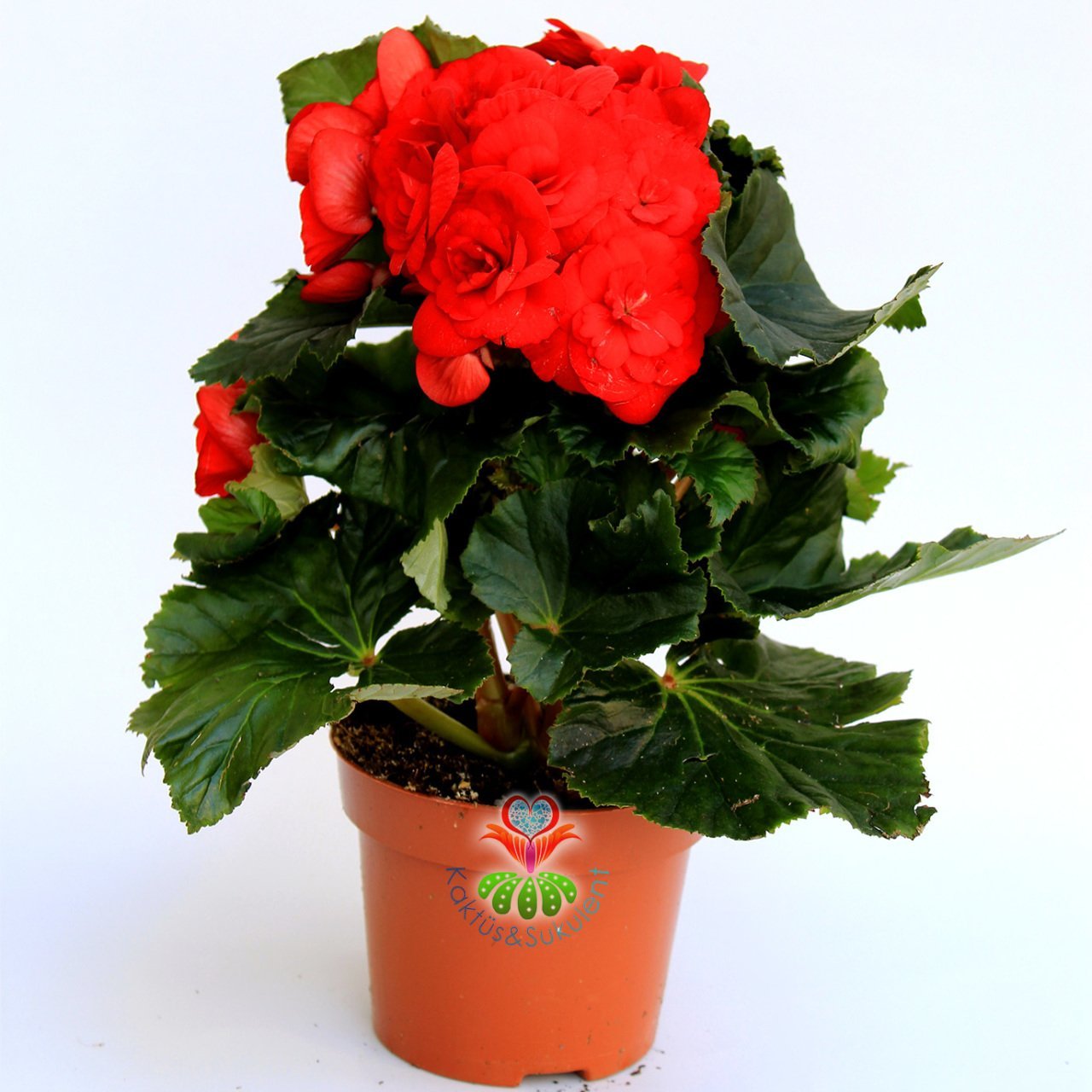 Yumrulu Begonya Tubeous Begonia- Kırmızı Renk Muhteşem Çiçekli Begonia Tuberhybrida Sukulent, Kaktüs