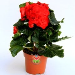 Yumrulu Begonya Tubeous Begonia- Kırmızı Renk Muhteşem Çiçekli Begonia Tuberhybrida Sukulent, Kaktüs