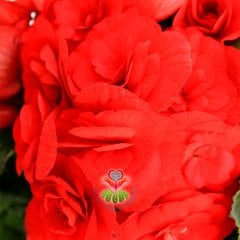Yumrulu Begonya Tubeous Begonia- Kırmızı Renk Muhteşem Çiçekli Begonia Tuberhybrida Sukulent, Kaktüs