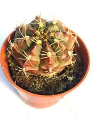 Gymnocalycium Anisitsii subs. Damsii-Pembe Renk Çiçek Açar-5,5cm Saksıda