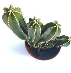 Marginatocereus Marginatus x Monstrosa- Nadir Tür Kaktüs-8,5 cm Saksıda