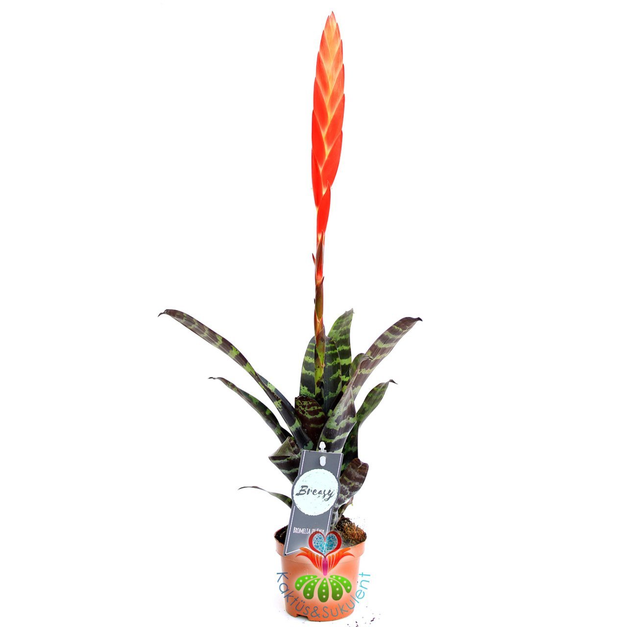 Ateşli Kılıç Çiçeği Viresia Polmani Kırmızı Renk Çiçekli Desenli Yapraklı-8 cm saksı 35+ cm Büyüklük