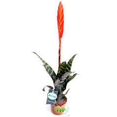 Ateşli Kılıç Çiçeği Viresia Polmani Kırmızı Renk Çiçekli Desenli Yapraklı-8 cm saksı 35+ cm Büyüklük