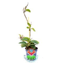 Mum Çiçeği-Hoya Carnosa- Mis Kokulu Çiçekler Açar-12 cm Saksıda-25+ cm Uzunlukta