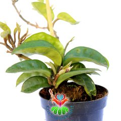 Mum Çiçeği-Hoya Carnosa- Mis Kokulu Çiçekler Açar-12 cm Saksıda-25+ cm Uzunlukta