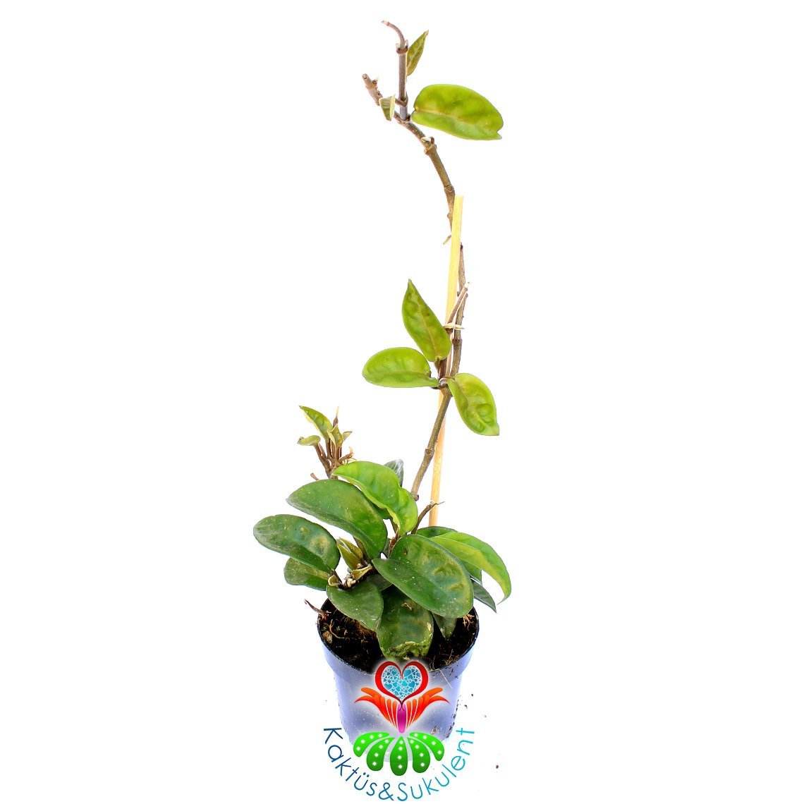 Mum Çiçeği-Hoya Carnosa- Mis Kokulu Çiçekler Açar-12 cm Saksıda-25+ cm Uzunlukta