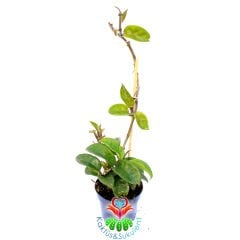 Mum Çiçeği-Hoya Carnosa- Mis Kokulu Çiçekler Açar-12 cm Saksıda-25+ cm Uzunlukta