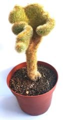 Hildewintera Aureispina Cristata 10,5 Saksıda Nadir Tür Kıvrımlı Beyin Kaktüs