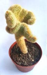 Hildewintera Aureispina Cristata 10,5 Saksıda Nadir Tür Kıvrımlı Beyin Kaktüs