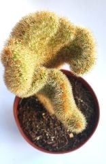 Hildewintera Aureispina Cristata 10,5 Saksıda Nadir Tür Kıvrımlı Beyin Kaktüs