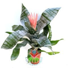 Kupa Çiçeği-Aechmea Fasciata-Pembe Renk Çiçekli Sıradışı Yapraklı-17 cm saksı 65 cm Büyüklük-Açmeya