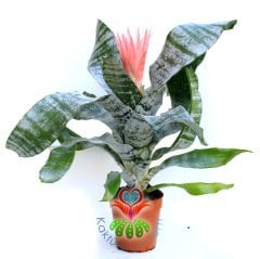 Kupa Çiçeği-Aechmea Fasciata-Pembe Renk Çiçekli Sıradışı Yapraklı-17 cm saksı 65 cm Büyüklük-Açmeya