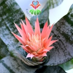 Kupa Çiçeği-Aechmea Fasciata-Pembe Renk Çiçekli Sıradışı Yapraklı-17 cm saksı 65 cm Büyüklük-Açmeya