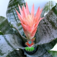 Kupa Çiçeği-Aechmea Fasciata-Pembe Renk Çiçekli Sıradışı Yapraklı-17 cm saksı 65 cm Büyüklük-Açmeya