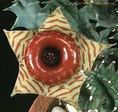 Leş Kaktüs-Huernia Zebrina-Mükemmel Rozet Çiçek Açar- 5,5 cm Saksıda