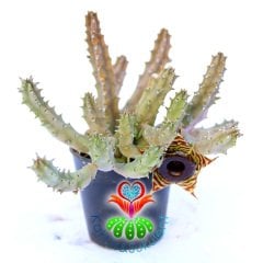 Leş Kaktüs-Huernia Zebrina-Mükemmel Rozet Çiçek Açar- 5,5 cm Saksıda