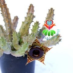 Leş Kaktüs-Huernia Zebrina-Mükemmel Rozet Çiçek Açar- 5,5 cm Saksıda