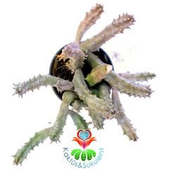 Leş Kaktüs-Huernia Zebrina-Mükemmel Rozet Çiçek Açar- 5,5 cm Saksıda