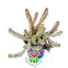 Leş Kaktüs-Huernia Zebrina-Mükemmel Rozet Çiçek Açar- 5,5 cm Saksıda