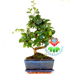 S Gövdeli Carmona Bonsai, Mükemmel Formlu 15 cm kare saksı Minyatür Ağaç Kalın Gövdeli 40 cm boy