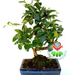 S Gövdeli Carmona Bonsai, Mükemmel Formlu 15 cm kare saksı Minyatür Ağaç Kalın Gövdeli 40 cm boy