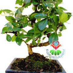 S Gövdeli Carmona Bonsai, Mükemmel Formlu 15 cm kare saksı Minyatür Ağaç Kalın Gövdeli 40 cm boy