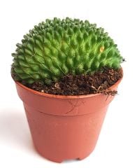 Mammillaria Spinosissima Un Pico Cristata-8,5 cm Saksıda-Sıradışı Kaktüs