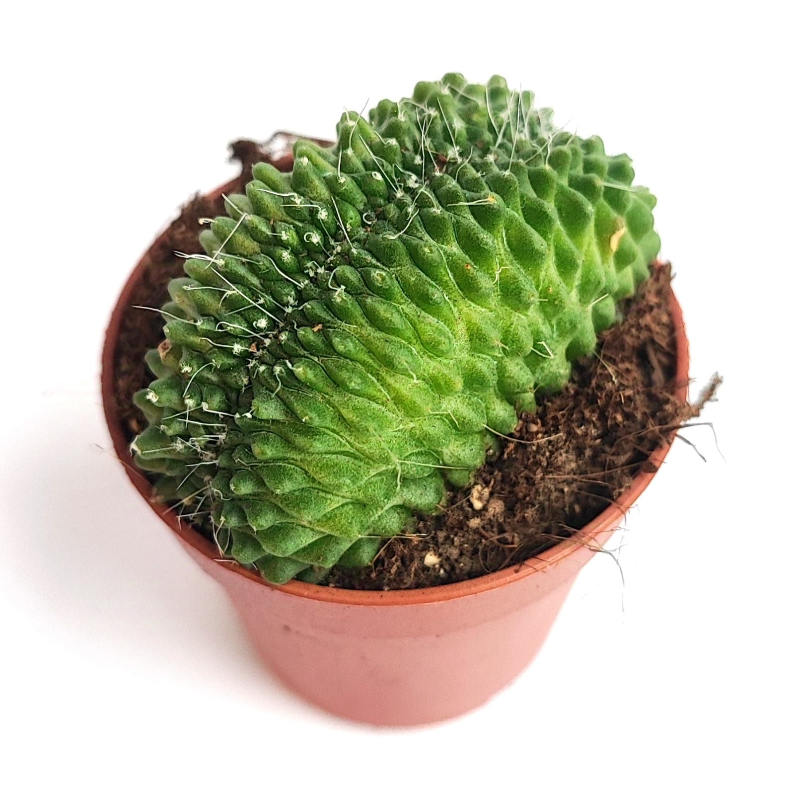 Mammillaria Spinosissima Un Pico Cristata-5,5 cm Saksıda-Sıradışı Kaktüs