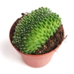 Mammillaria Spinosissima Un Pico Cristata-5,5 cm Saksıda-Sıradışı Kaktüs