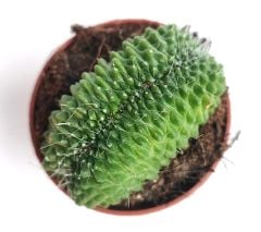 Mammillaria Spinosissima Un Pico Cristata-5,5 cm Saksıda-Sıradışı Kaktüs