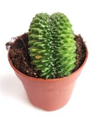 Mammillaria Spinosissima Un Pico Cristata-5,5 cm Saksıda-Sıradışı Kaktüs