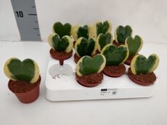 Renkli Kalp Sukulent, Hoya Kerrii Variegate - 5,5 cm Saksıda-Mum Çiçeği-Mis Kokulu Çiçek Açar- 5,5 cm Saksıda Yaşayan Kalp