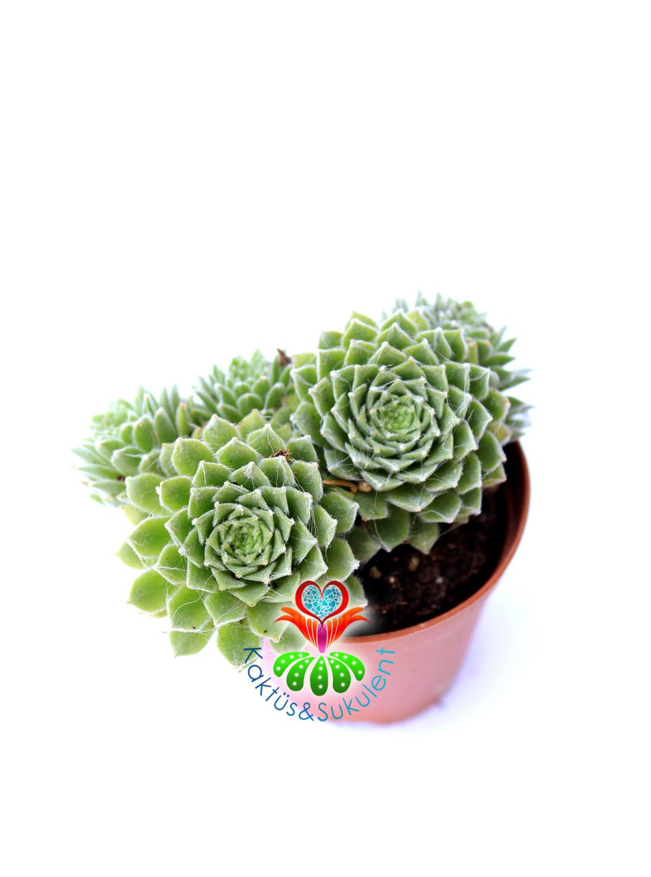 Sukulent,Sempervivum Tectorum-Soğuğa ve Güneşe Dayanıklı Tür-5,5 cm Saksıda-Teraryum,Kaktüs