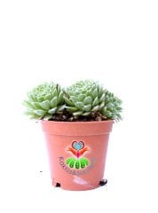 Sukulent,Sempervivum Tectorum-Soğuğa ve Güneşe Dayanıklı Tür-5,5 cm Saksıda-Teraryum,Kaktüs